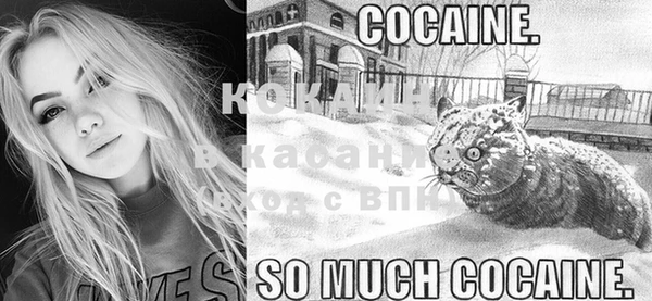 дмт Богданович